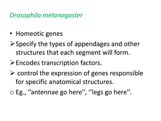 Drosophila melanogaster
• Homeotic genes
Specify the types of appendages and other
structures that each segment will form.
Encodes transcription factors.
 control the expression of genes responsible
for specific anatomical structures.
o Eg., ‘’antennae go here’’, ‘’legs go here’’.
 