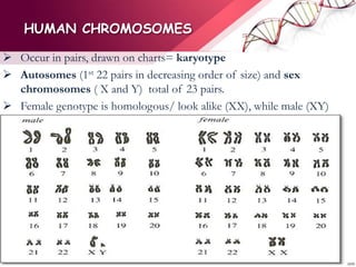 HUMAN CHROMOSOMES
 Occur in pairs, drawn on charts= karyotype
 Autosomes (1st 22 pairs in decreasing order of size) and sex
chromosomes ( X and Y) total of 23 pairs.
 Female genotype is homologous/ look alike (XX), while male (XY)
 