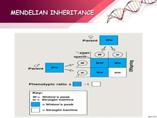 MENDELIAN INHERITANCE
 