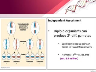 Independent Assortment
• Diploid organisms can
produce 2n diff. gametes
• Each homologous pair can
orient in two different ways
• Humans: 223 = 8,388,608
(est. 8.4 million)
 