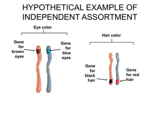 HYPOTHETICAL EXAMPLE OF
INDEPENDENT ASSORTMENT
Gene
for
brown
eyes
Eye color
Gene
for
blue
eyes
Gene
for
black
hair
Gene
for red
hair
Hair color
 