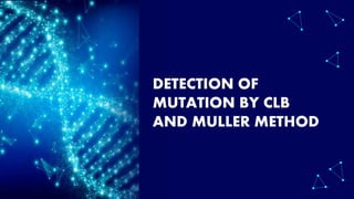 DETECTION OF
MUTATION BY CLB
AND MULLER METHOD
 