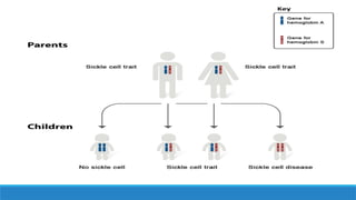 Genetics presentation of sickle cell Anemia.pptx