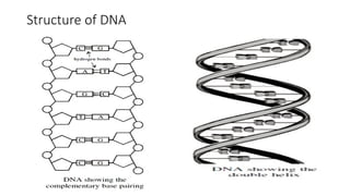 GENETICS POWERPONT NOTES PRESENTATION FORM 4 | PPTX