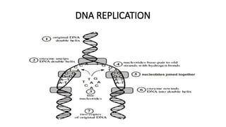 GENETICS POWERPONT NOTES PRESENTATION FORM 4 | PPTX