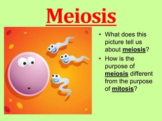 Meiosis
• What does this
picture tell us
about meiosis?
• How is the
purpose of
meiosis different
from the purpose
of mitosis?
 