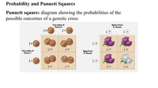 GENETICS-AND-HEREDITY: an overview to genetics | PPTX