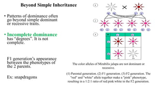 GENETICS-AND-HEREDITY: an overview to genetics | PPTX