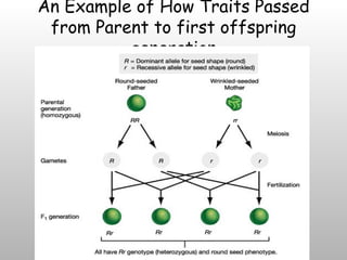 Precocial Offspring Examples Genetics And Mendel | PPT