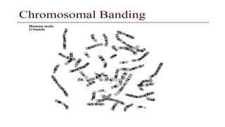 GENETICS-Basic principles, Transmission & risk conditiono-factors.drjma.pdf