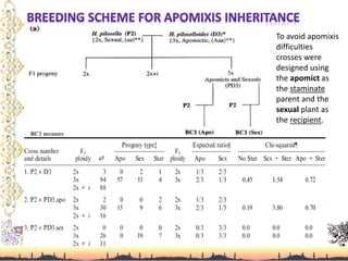 To avoid apomixis
difficulties
crosses were
designed using
the apomict as
the staminate
parent and the
sexual plant as
the recipient.
 