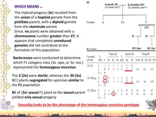 The triploid progeny (3x) resulted from
the union of a haploid gamete from the
pistillate parent, with a diploid gamete
from the staminate parent.
Since, no plants were obtained with a
chromosome number greater than 27, it
appears that completely unreduced
gametes did not contribute to the
formation of this population.
Backcrosses were conducted to determine
which F1 category class (3x -apo, or 3x- sex.)
represented the homozygous recessive.
The 2 (2x) were sterile, whereas the 30 (3x)
BC1 plants segregated for apomixis similar to
the F1 population
BC of (3x) sexual F1 plant to the sexual parent
yielded only sexual progeny
Sexuality looks to be the phenotype of the homozygous recessive genotype
 