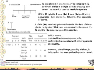 To test allelism it was necessary to combine the 2
dominant alleles in a single plant by crossing, also
one of the apomicts used as a recipient parent
Of the 10 hybrids, 4 were (4x), 4 were (3x) and 2 were
aneuploids ( 3x+4 and 3x+5). All were either apomictic
or sterile.
2 of the (4x), set many germinable seeds. The best of these
plants, designated `AD4', was test-crossed to the sexual (2x)
P2 and the (3x) progeny scored for apomixis.
Which means …
that sterility does not appear to be
preferentially associated with either apomixis
or sexuality.
However, close linkage, possibly allelism, is
indicated as the most probable genetic model.
 