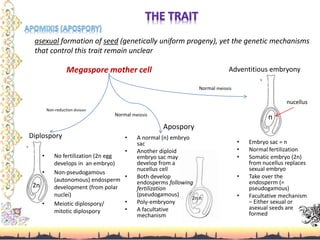 asexual formation of seed (genetically uniform progeny), yet the genetic mechanisms
that control this trait remain unclear
Megaspore mother cell
• Embryo sac = n
• Normal fertilization
• Somatic embryo (2n)
from nucellus replaces
sexual embryo
• Take over the
endosperm (=
pseudogamous)
• Facultative mechanism
– Either sexual or
asexual seeds are
formed
Diplospory
Adventitious embryony
Normal meiosis
Apospory
• A normal (n) embryo
sac
• Another diploid
embryo sac may
develop from a
nucellus cell
• Both develop
endosperms following
fertilization
(pseudogamous)
• Poly-embryony
• A facultative
mechanism
n
Normal meiosis
Non-reduction division
2n n
• No fertilization (2n egg
develops in an embryo)
• Non-pseudogamous
(autonomous) endosperm
development (from polar
nuclei)
• Meiotic diplospory/
mitotic diplospory
2n
nucellus
 