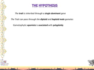 The trait is inherited through a single dominant gene
The Trait can pass through the diploid and haploid male gametes
Gametophytic apomixis is asociated with polyploidy
 