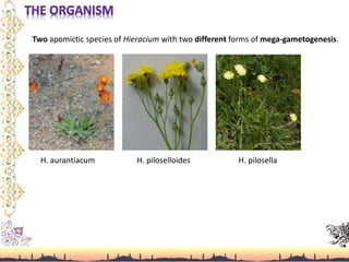 Two apomictic species of Hieracium with two different forms of mega-gametogenesis.
H. aurantiacum H. piloselloides H. pilosella
 