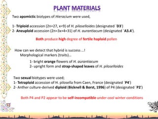 Two apomictic biotypes of Hieracium were used,
1- Triploid accession (2n=27, x=9) of H. piloselloides (designated `D3')
2- Aneuploid accession (2n=3x+4=31) of H. aurantiacum (designated `A3.4').
Both produce high degree of fertile haploid pollen
How can we detect that hybrid is success …!
Morphological markers (traits)…
1- bright orange flowers of H. aurantiacum
2- upright form and strap-shaped leaves of H. piloselloides
Two sexual biotypes were used;
1- Tetraploid accession of H. pilosella from Caen, France (designated `P4')
2- Anther culture-derived diploid (Bicknell & Borst, 1996) of P4 (designated `P2')
Both P4 and P2 appear to be self-incompatible under cool winter conditions
 