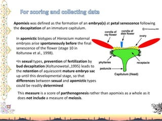 Apomixis was defined as the formation of an embryo(s) at petal senescence following
the decapitation of an immature capitulum.
In apomictic biotypes of Hieracium maternal
embryos arise spontaneously before the final
senescence of the flower (stage 10 in
Koltunow et al., 1998).
•In sexual types, prevention of fertilization by
bud decapitation (Koltunowetal.,1995) leads to
the retention of aquiescent mature embryo sac
up until this developmental stage, so that
differences between sexual and apomictic types
could be readily determined
This measure is a score of parthenogenesis rather than apomixis as a whole as it
does not include a measure of meiosis.
 