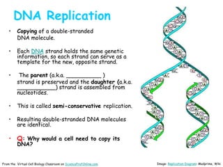 DNA Replication
• Copying of a double-stranded
DNA molecule.
• Each DNA strand holds the same genetic
information, so each strand can serve as a
template for the new, opposite strand.
• The parent (a.k.a. __________ )
strand is preserved and the daughter (a.k.a.
___________) strand is assembled from
nucleotides.
• This is called semi-conservative replication.
• Resulting double-stranded DNA molecules
are identical.
• Q: Why would a cell need to copy its
DNA?
Image: Replication Diagram: Madprime, Wiki
From the Virtual Cell Biology Classroom on ScienceProfOnline.com
 