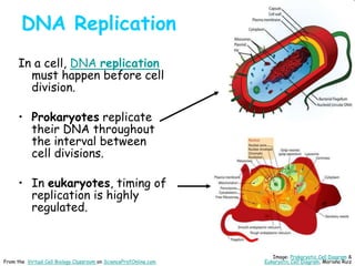 DNA Replication
In a cell, DNA replication
must happen before cell
division.
• Prokaryotes replicate
their DNA throughout
the interval between
cell divisions.
• In eukaryotes, timing of
replication is highly
regulated.
Image: Prokaryotic Cell Diagram &
Eukaryotic Cell Diagram, Mariana Ruiz
From the Virtual Cell Biology Classroom on ScienceProfOnline.com
 