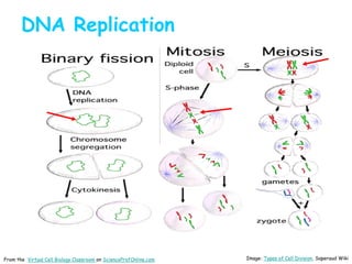Image: Types of Cell Division, Saperaud Wiki
DNA Replication
From the Virtual Cell Biology Classroom on ScienceProfOnline.com
 