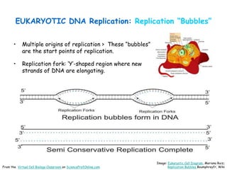 EUKARYOTIC DNA Replication: Replication “Bubbles”
• Multiple origins of replication > These “bubbles”
are the start points of replication.
• Replication fork: ‘Y’-shaped region where new
strands of DNA are elongating.
Image: Eukaryotic Cell Diagram, Mariana Ruiz;
Replication Bubbles Boumphreyfr, Wiki
From the Virtual Cell Biology Classroom on ScienceProfOnline.com
 