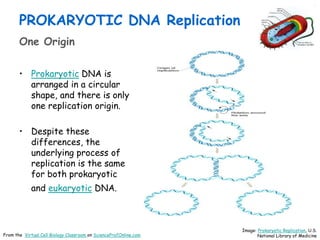 PROKARYOTIC DNA Replication
One Origin
• Prokaryotic DNA is
arranged in a circular
shape, and there is only
one replication origin.
• Despite these
differences, the
underlying process of
replication is the same
for both prokaryotic
and eukaryotic DNA.
Image: Prokaryotic Replication, U.S.
National Library of Medicine
From the Virtual Cell Biology Classroom on ScienceProfOnline.com
 