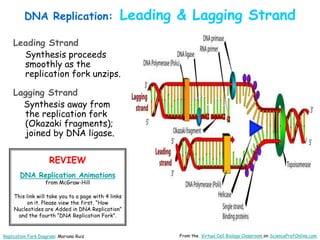 DNA Replication: Leading & Lagging Strand
Leading Strand
Synthesis proceeds
smoothly as the
replication fork unzips.
Lagging Strand
Synthesis away from
the replication fork
(Okazaki fragments);
joined by DNA ligase.
Replication Fork Diagram: Mariana Ruiz From the Virtual Cell Biology Classroom on ScienceProfOnline.com
REVIEW
DNA Replication Animations
from McGraw-Hill
This link will take you to a page with 4 links
on it. Please view the first, “How
Nucleotides are Added in DNA Replication”
and the fourth “DNA Replication Fork”.
 