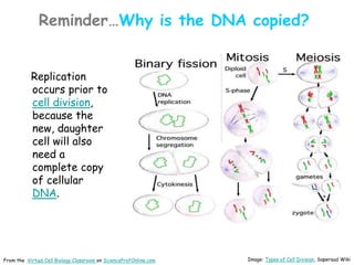 Reminder…Why is the DNA copied?
Replication
occurs prior to
cell division,
because the
new, daughter
cell will also
need a
complete copy
of cellular
DNA.
Image: Types of Cell Division, Saperaud Wiki
From the Virtual Cell Biology Classroom on ScienceProfOnline.com
 