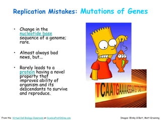 Replication Mistakes: Mutations of Genes
• Change in the
nucleotide base
sequence of a genome;
rare.
• Almost always bad
news, but...
• Rarely leads to a
protein having a novel
property that
improves ability of
organism and its
descendants to survive
and reproduce.
Images: Blinky & Bart, Matt Groening
From the Virtual Cell Biology Classroom on ScienceProfOnline.com
 