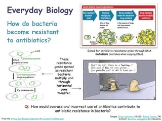 Everyday Biology
How do bacteria
become resistant
to antibiotics?
From the Virtual Cell Biology Classroom on ScienceProfOnline.com
Genes for antibiotic resistance arise through DNA
mutations (mistakes when copying DNA).
Images: Drug resistance, NIAID; Binary Fission, JW
Schmidt; Bacterial conjugation by Adenosine
These
resistance
genes spread
as resistant
bacteria
multiply and
through
horizontal
gene
transfer.
Q: How would overuse and incorrect use of antibiotics contribute to
antibiotic resistance in bacteria?
 