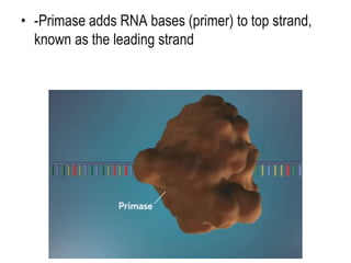 • -Primase adds RNA bases (primer) to top strand,
known as the leading strand
 