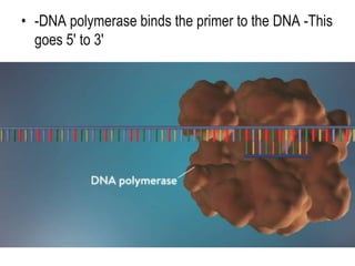 • -DNA polymerase binds the primer to the DNA -This
goes 5' to 3'
 
