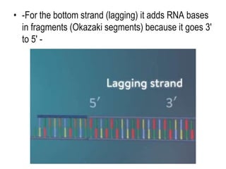 • -For the bottom strand (lagging) it adds RNA bases
in fragments (Okazaki segments) because it goes 3'
to 5' -
 