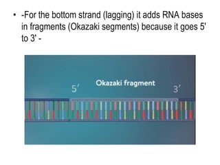 • -For the bottom strand (lagging) it adds RNA bases
in fragments (Okazaki segments) because it goes 5'
to 3' -
 