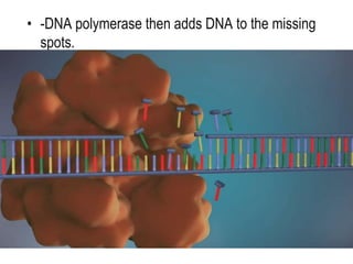 • -DNA polymerase then adds DNA to the missing
spots.
 
