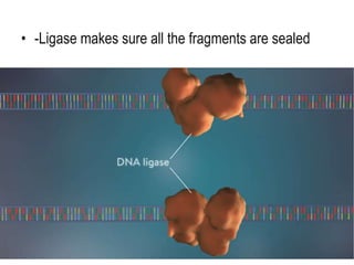 • -Ligase makes sure all the fragments are sealed
 