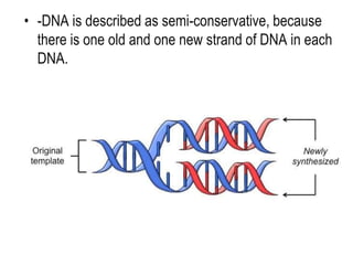 • -DNA is described as semi-conservative, because
there is one old and one new strand of DNA in each
DNA.
 