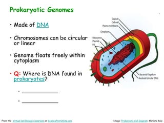 Prokaryotic Genomes
• Made of DNA
• Chromosomes can be circular
or linear
• Genome floats freely within
cytoplasm
• Q: Where is DNA found in
prokaryotes?
– ______________
– ______________
Image: Prokaryotic Cell Diagram: Mariana Ruiz
From the Virtual Cell Biology Classroom on ScienceProfOnline.com
 