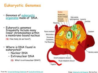 Eukaryotic Genomes
• Genomes of eukaryotic
organisms made of DNA.
• Eukaryotic genomes
frequently include many
linear chromosomes within
a membrane-bound nucleus
(Q: How many do we have?).
• Where is DNA found in
eukaryotes?
– Nuclear DNA
– Extranuclear DNA
(Q: What is extranuclear DNA?)
Image: Eukaryotic Cell Diagram, Mariana Ruiz
From the Virtual Cell Biology Classroom on ScienceProfOnline.com
 