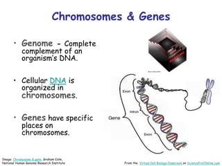 Chromosomes & Genes
• Genome - Complete
complement of an
organism’s DNA.
• Cellular DNA is
organized in
chromosomes.
• Genes have specific
places on
chromosomes.
From the Virtual Cell Biology Classroom on ScienceProfOnline.com
Image: Chromosome & gene, Graham Colm,
National Human Genome Research Institute
 