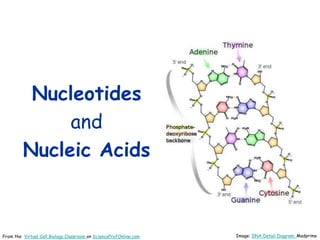Nucleotides
and
Nucleic Acids
Image: DNA Detail Diagram: Madprime
From the Virtual Cell Biology Classroom on ScienceProfOnline.com
 
