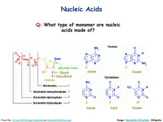 Nucleic Acids
Q: What type of monomer are nucleic
acids made of?
Image: Nucleotide Structure, Wikipedia
From the Virtual Cell Biology Classroom on ScienceProfOnline.com
 