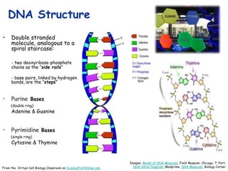 DNA Structure
• Double stranded
molecule, analogous to a
spiral staircase:
- two deoxyribose-phosphate
chains as the “side rails”
- base pairs, linked by hydrogen
bonds, are the “steps”
• Purine Bases
(double ring)
Adenine & Guanine
• Pyrimidine Bases
(single ring)
Cytosine & Thymine
Images: Model of DNA Molecule, Field Museum, Chicago, T. Port;
DNA Detail Diagram: Madprime; DNA Molecule, Biology Corner
From the Virtual Cell Biology Classroom on ScienceProfOnline.com
 