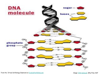 Image: DNA molecule, Why Files, NSF
From the Virtual Cell Biology Classroom on ScienceProfOnline.com
 
