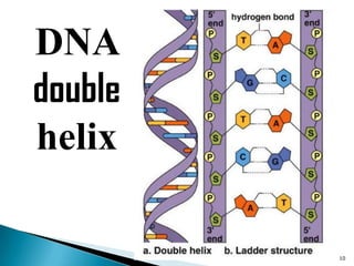 DNA
double
helix

         10
 