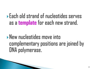  Each old strand of nucleotides serves
 as a template for each new strand.

 New nucleotides move into
 complementary positions are joined by
 DNA polymerase.

                                          12
 