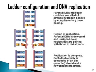 Ladder configuration and DNA replication




                                           14
 