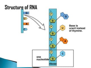 Structure of RNA




                   18
 