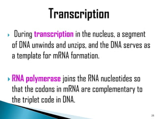     During transcription in the nucleus, a segment
    of DNA unwinds and unzips, and the DNA serves as
    a template for mRNA formation.

 RNA     polymerase joins the RNA nucleotides so
    that the codons in mRNA are complementary to
    the triplet code in DNA.
                                                       25
 